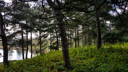 Obraz premium Lake through the trees
