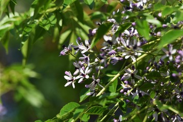 Bead tree flowers (Nelia azedarach / Chinaberry)
