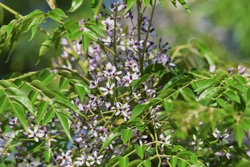 Bead tree flowers (Nelia azedarach / Chinaberry) © tamu