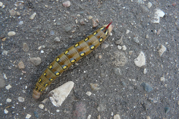 Beautiful caterpillar crawling on the asphalt.