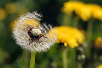 Macro Close up Ripe dandelion Springtime Shallow depth of field Selective focus