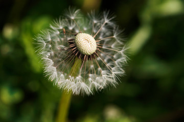Ripe dandelion in a field Close up Macro Springtime in a country Selective focus