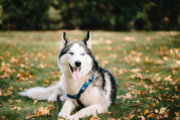Dog breed Siberian Husky walks in autumn park