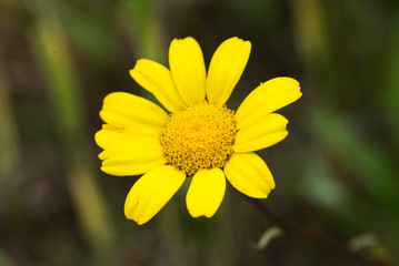yellow flower