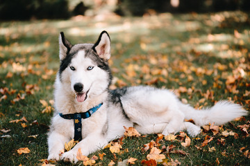 Dog breed Siberian Husky walks in autumn park