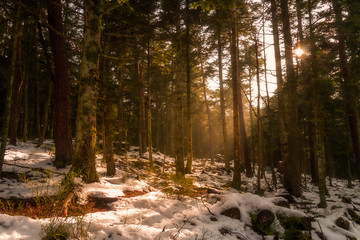 Sun shining through trees in a snowy forest. Winter scenery in the Vosges mountains, France.