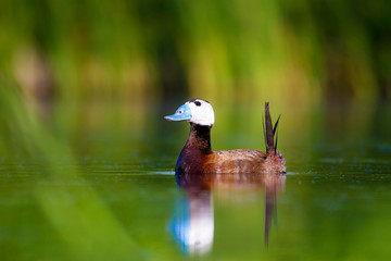 Swimming Duck. Green nature habitat background. Bird: White headed Duck. Oxyura leucocephala.