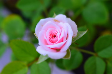Rosa