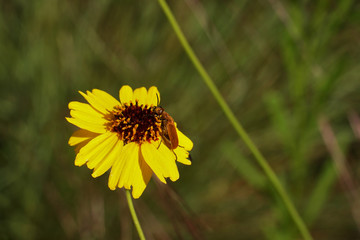 Brown Blister Beetle, Meloidae, Epicauta ochrea on Greenthread flower Texas, USA, May