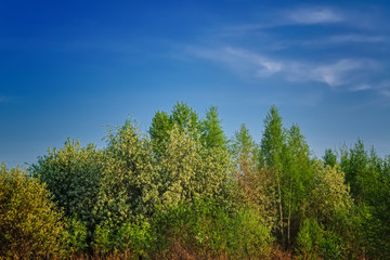 Blooming branches of the apple tree on the background of the blue sky soft focus.