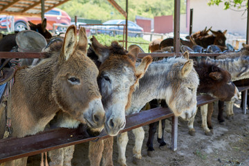 Various donkeys  on the farm outdoors