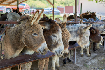 Various donkeys  on the farm outdoors