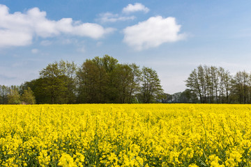 Rapsfeld im Lieper Winkel