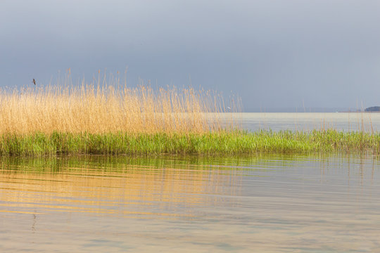 Spiegelung vom Schilfgras