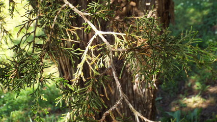 cedar tree