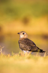 Springtime. Cute bird Pratincole. Yellow green nature background. Bird: Collared Pratincole. Glareola pratincola.