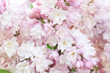 Tender delicate pink lilac, Syringa vulgaris double flowers as a background