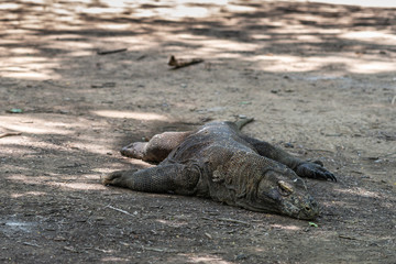 Obraz premium Komodo Island, Indonesia - February 24, 2019: Komodo National Park. Big fat Komodo Dragon in the wild, lying on dirt and lurking in the shade.