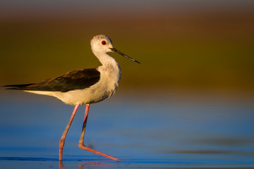 Cute water bird. Common bird; Black winged Stilt. Colorful Nature background.