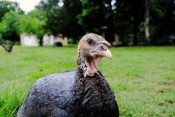 Close up turkey portrait of bird on farm.