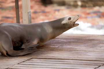 seals in a zoo