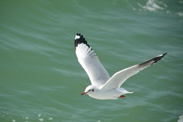 seagull in flight