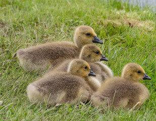 Canada Goose Goslings