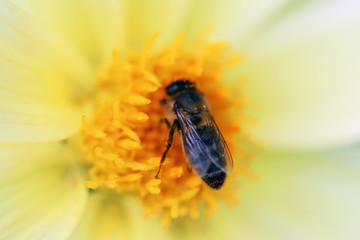 Bee Pollinating a Flower