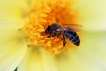 Honey Bee Pollinating a Yellow Flower Macro
