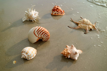 Various types of beautiful natural seashells on the wet sand beach