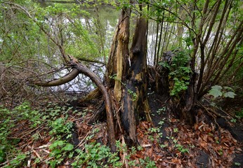Fototapeta premium Spring Impressions from Seagulls Lake (Möwensee) in national park (Volkspark) Rehberge in Berlin-Wedding from April 28, 2015, Germany