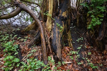 Spring Impressions from Seagulls Lake (Möwensee) in national park (Volkspark) Rehberge in Berlin-Wedding from April 28, 2015, Germany