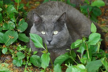 Naklejka na ściany i meble big gray cat sits and looks in the green leaves and grass in nature