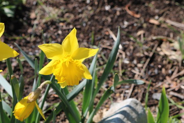 Yellow daffodil flowers in full bloom in backyard spring garden 