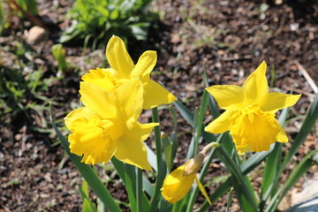 Yellow daffodil flowers in full bloom in backyard spring garden 