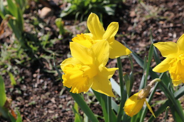 Yellow daffodil flowers in full bloom in backyard spring garden 
