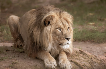 lion