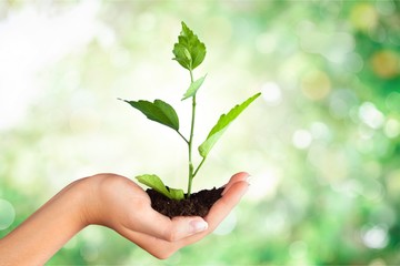Fototapeta na wymiar Green Growing Plant in Human Hand on beautiful natural background