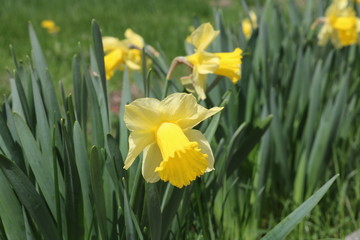 Fototapeta premium Yellow daffodil flowers in full bloom in backyard spring garden 
