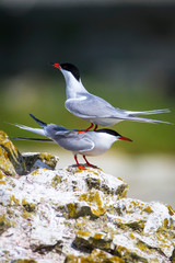 A minor landing crash. Funny nature. Nature background. Birds: Common Tern. Sterna hirundo. 