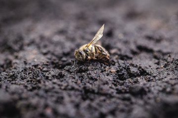 Macro image of a dead bee on a leaf of a declining beehive, plagued by the collapse of collapse and other diseases, use of pesticides in the environment and flowers.