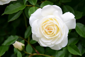 Weiße Rose im Park
