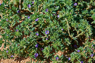 Sea heath, Frankenia pulverulenta L. Growing wild in West Central Texas