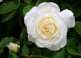 Weiße Rosen im Garten