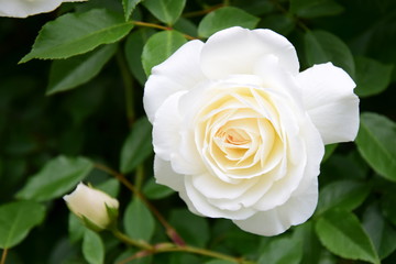 Blühende weiße Rose im Garten