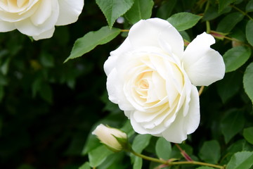Blühende weiße Rose im Garten