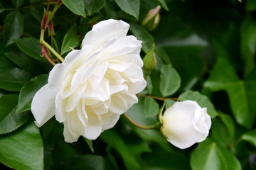Edle weiße Rosen im Garten - Kletterpflanze im Frühling