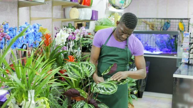 Portrait of skilled African-American man florist arranging flowers in pots at flower shop
