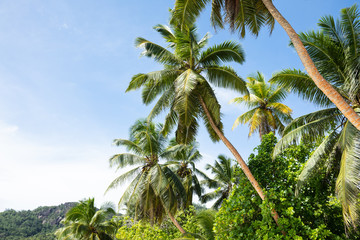 Fototapeta na wymiar Coconut Palm Trees Anse Marie-Loise, Mahe Island, Seychelles