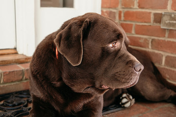 Large Brown Dog Laying on an Entryway